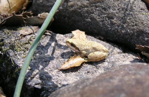 iNaturalist observation photo of Pacific chorus frog