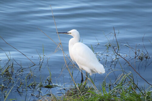 iNaturalist: (c) danielvolpin, some rights reserved (CC BY-NC) iNaturalist image