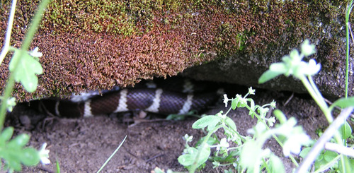 iNaturalist observation photo of California King Snake