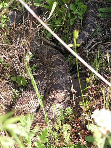 iNaturalist observation photo of Northern Pacific Rattlesnake