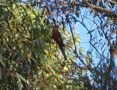 Platycercus icterotis