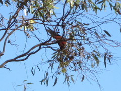 Platycercus icterotis