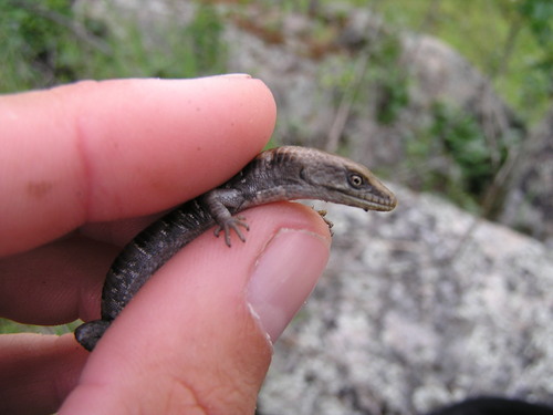 iNaturalist observation photo of Southern Alligator Lizard
