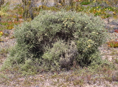 Cyclolepis genistoides