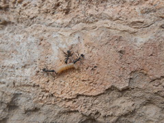 Aphaenogaster senilis