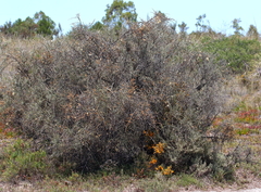 Cyclolepis genistoides