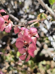 Viviania marifolia