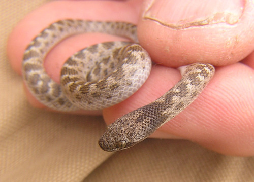iNaturalist observation photo of Coast Night Snake