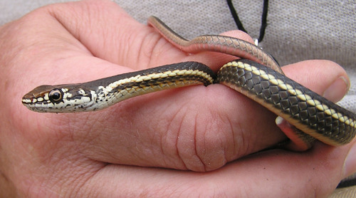 iNaturalist observation photo of Striped Racer
