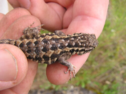 iNaturalist observation photo of Common Side-blotched Lizard