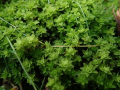 Syntrichia princeps