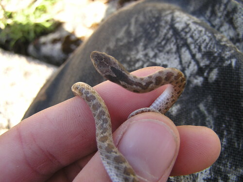 iNaturalist observation photo of Coast Night Snake