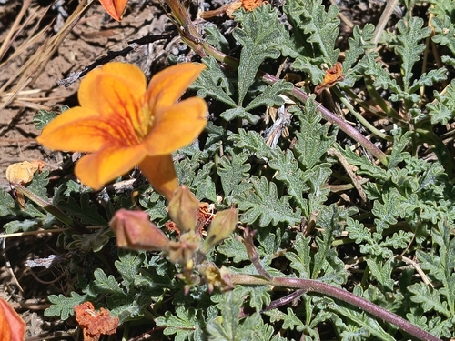 Argylia adscendens, photograph 4