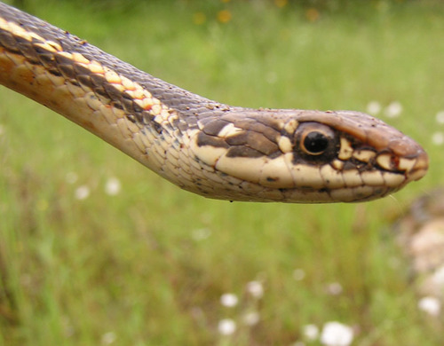 iNaturalist observation photo of California Striped Racer