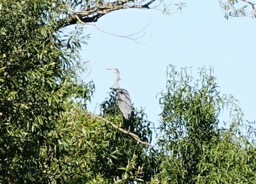 iNaturalist: (c) lh-crochet, some rights reserved (CC BY-NC) iNaturalist image