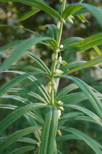 Whorled Solomon's-seal (Polygonatum verticillatum)