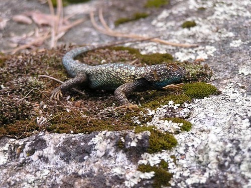 iNaturalist observation photo of Western Fence Lizard