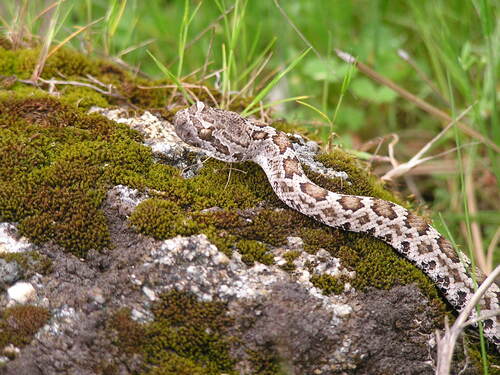 iNaturalist observation photo of Northern Pacific Rattlesnake