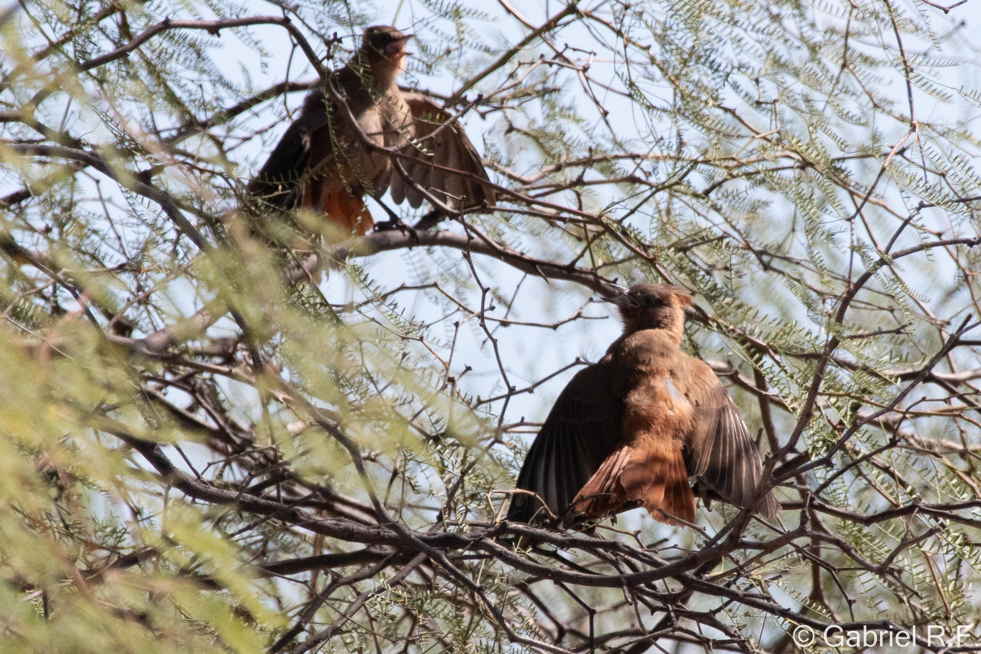 Brown Cacholote (Pseudoseisura lophotes), photo 2