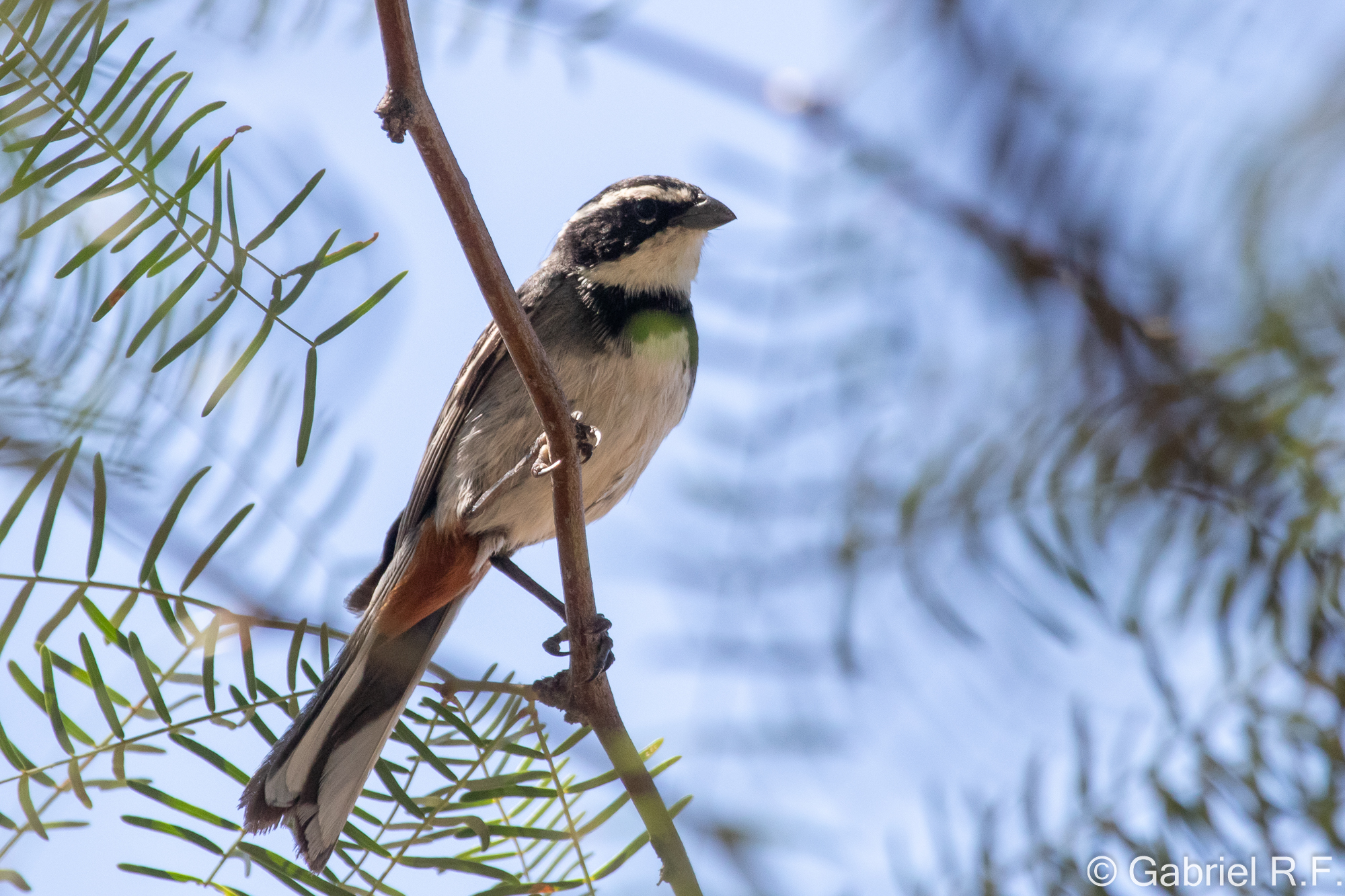 Ringed Warbling Finch (Microspingus torquatus), photo 1