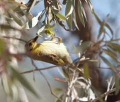Ptilotula flavescens