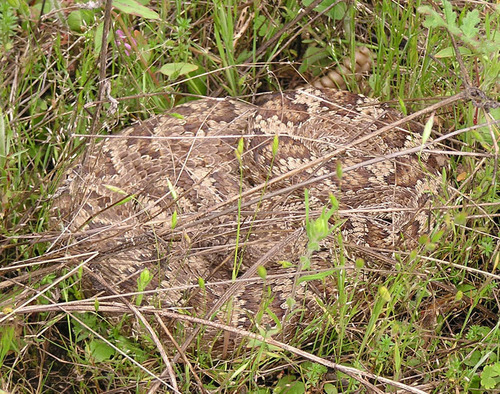 iNaturalist observation photo of Northern Pacific Rattlesnake