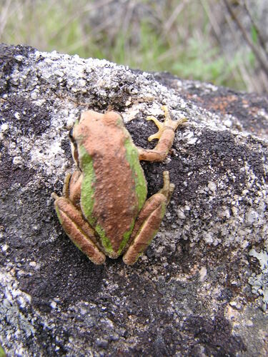 iNaturalist observation photo of Pacific chorus frog