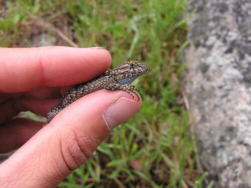 iNaturalist observation photo of Western Fence Lizard