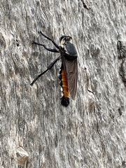 Blepharotes coriarius