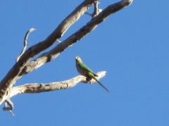 Purpureicephalus spurius