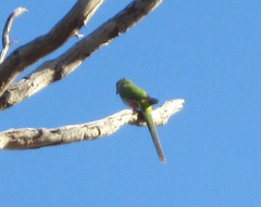 Purpureicephalus spurius