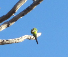 Purpureicephalus spurius