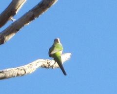 Purpureicephalus spurius