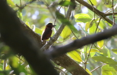 Picumnus cinnamomeus