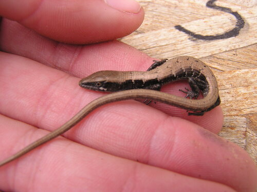 iNaturalist observation photo of Southern Alligator Lizard