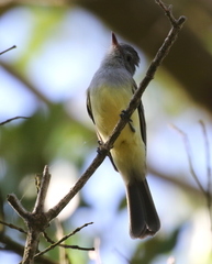 Myiarchus panamensis