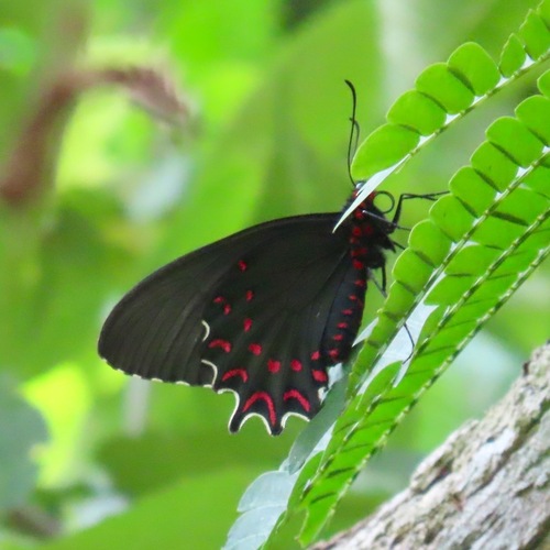 Pink-spotted Cattleheart (Parides photinus)