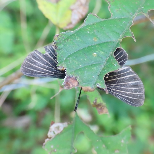 White-rayed Metalmark (Melanis cephise)