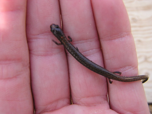 iNaturalist observation photo of Gregarious Slender Salamander