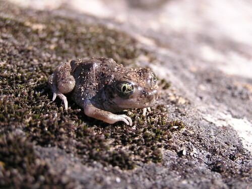 iNaturalist observation photo of Western Spadefoot