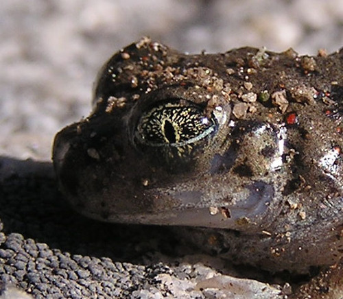 iNaturalist observation photo of Western Spadefoot