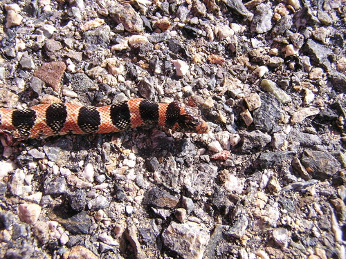 iNaturalist observation photo of Long-nosed Snake