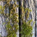 Train Track Moss - Photo (c) Alan Weakley, some rights reserved (CC BY-NC), uploaded by Alan Weakley