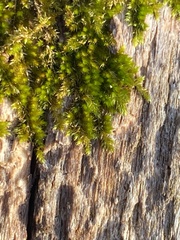 Drummondia prorepens