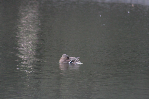 iNaturalist: (c) killerrexy1, some rights reserved (CC BY-NC), uploaded by killerrexy1 iNaturalist image