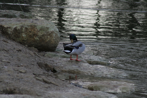 iNaturalist: (c) killerrexy1, some rights reserved (CC BY-NC), uploaded by killerrexy1 iNaturalist image