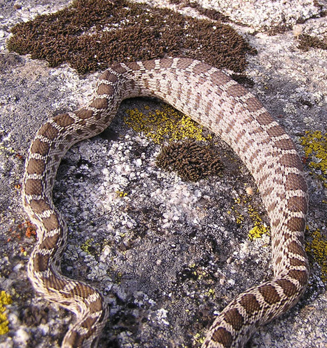 iNaturalist observation photo of Pacific Gopher Snake