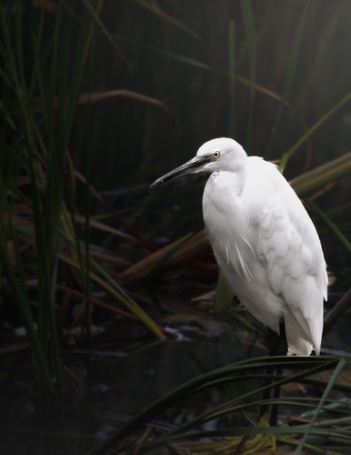 iNaturalist: (c) Riley Forrow Hutt, some rights reserved (CC BY-NC), uploaded by Riley Forrow Hutt iNaturalist image