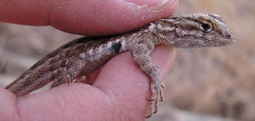 iNaturalist observation photo of Common Side-blotched Lizard