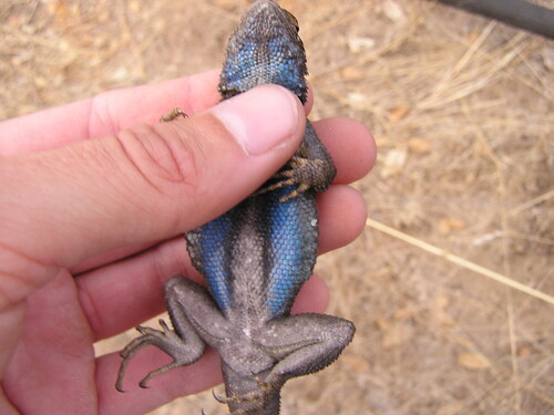 iNaturalist observation photo of Western Fence Lizard